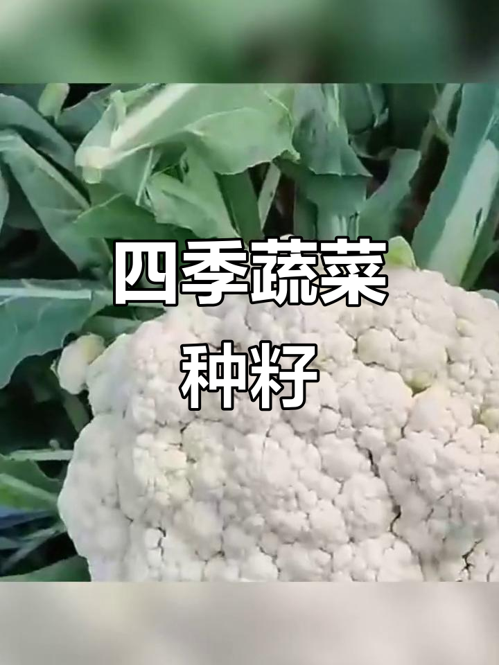 四季皆宜,松花菜、西兰花等蔬菜种子一网打尽