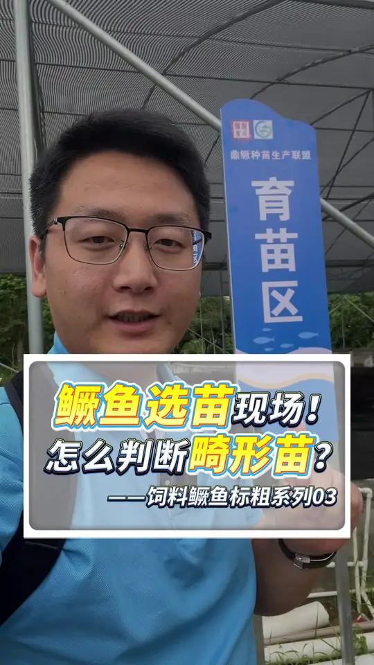 拿鼎桂一号鳜鱼苗,真实展示畸形苗,看完对你会有帮助