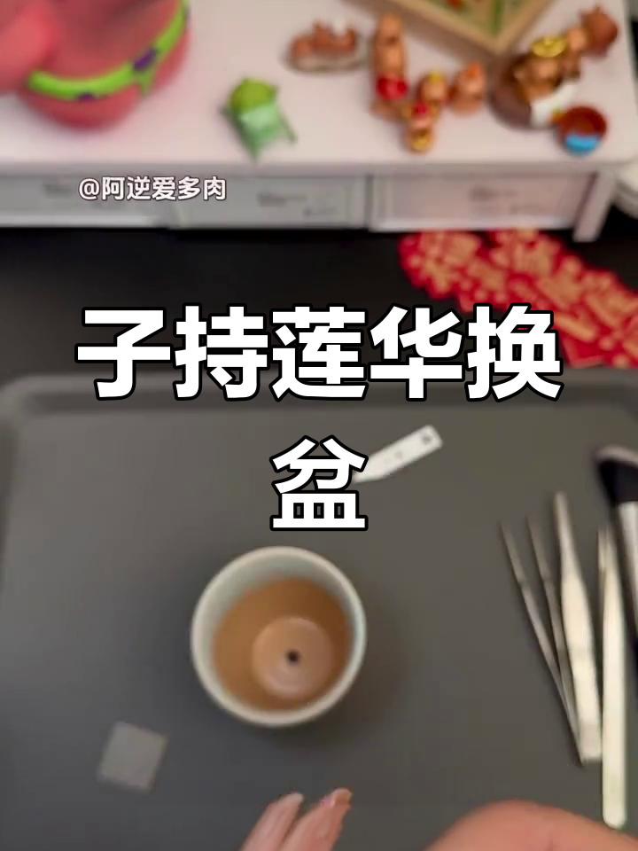 多肉换盆技巧:子持莲华新家