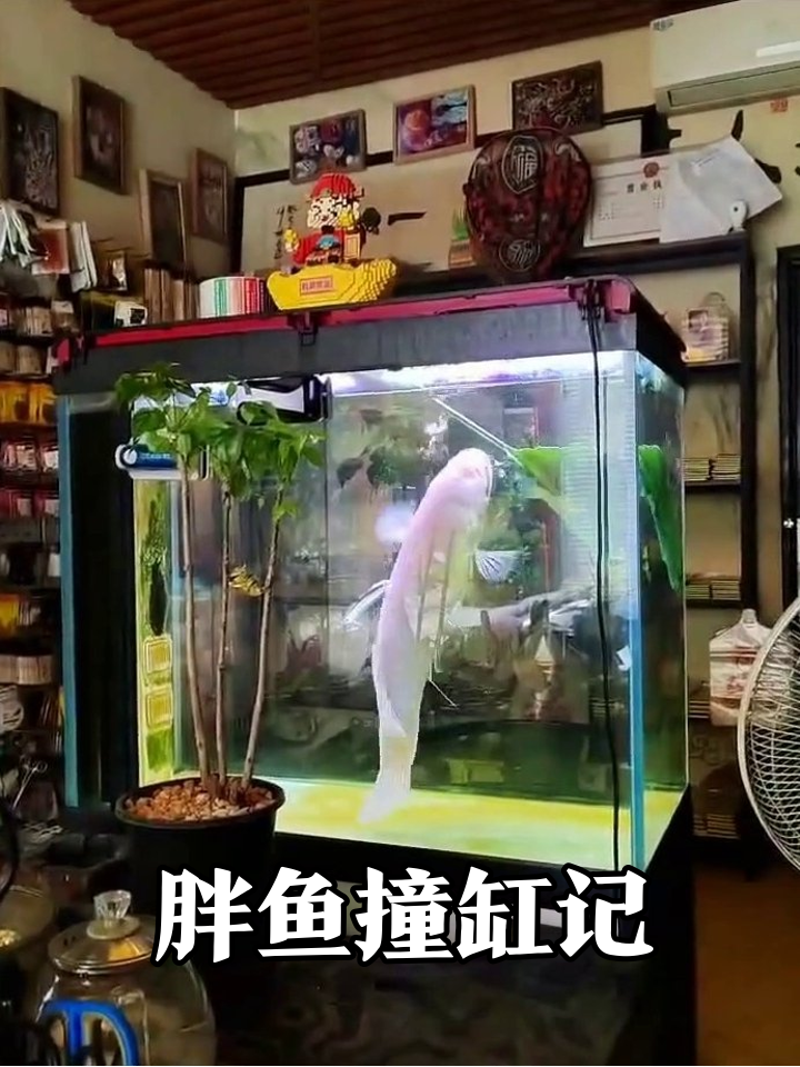 鱼缸太小装不下!大白鱼撞玻璃求换房