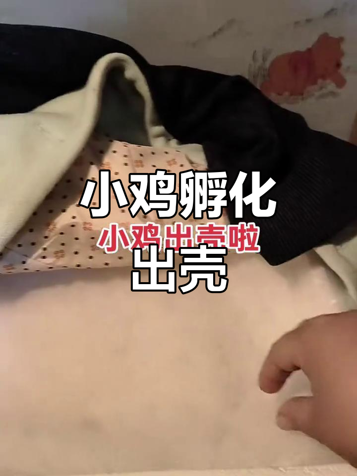 孵小鸡20天,终于迎来了第一只小可爱