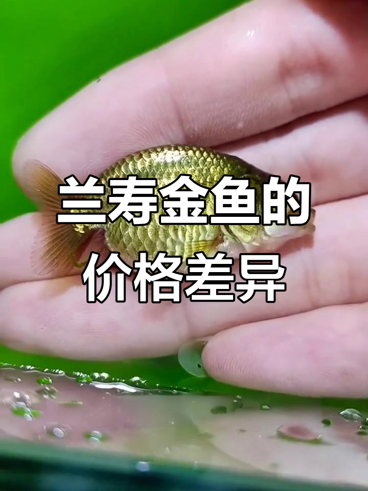 兰寿金鱼品质与价格的关系,潘氏鱼苗如何选择