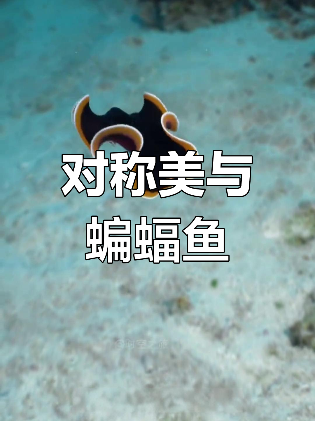 蝙蝠鱼与黑蝙虫:对称之美,从幼年到成鱼的蜕变