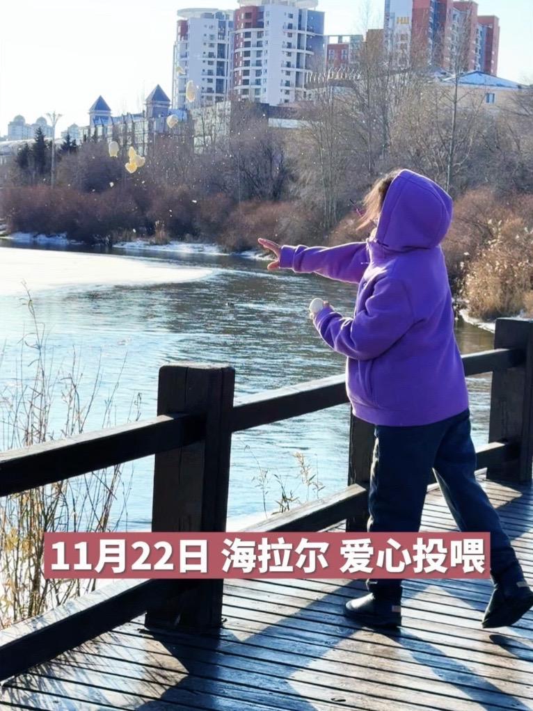 野鸭逗留冰河,市民爱心投喂。野鸭子 冰河 投喂 呼伦贝尔 保护野生动物
