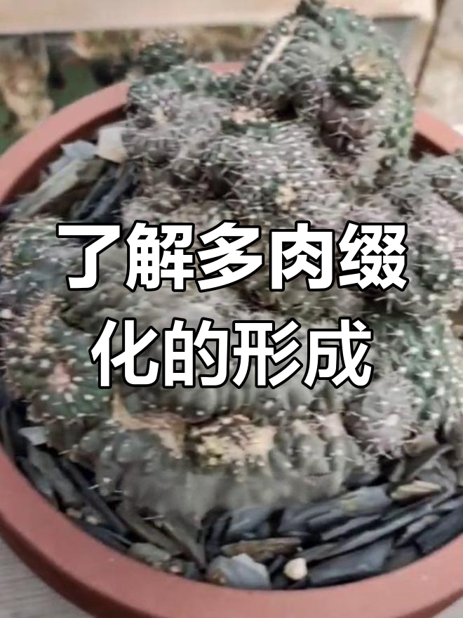 多肉缀化是如何形成的?揭秘生长点连成片的奥秘