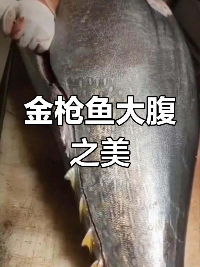 蓝鳍金枪鱼大腹,顶级刺身美味,一试成主!