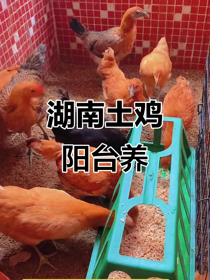 湖南老品种土鸡的阳台养殖日常,花苞尾土鸡成长记