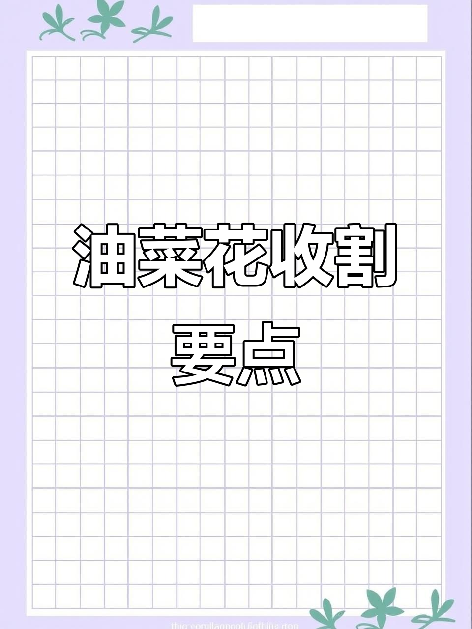 油菜花收割技巧：如何确保质量和产量最大化