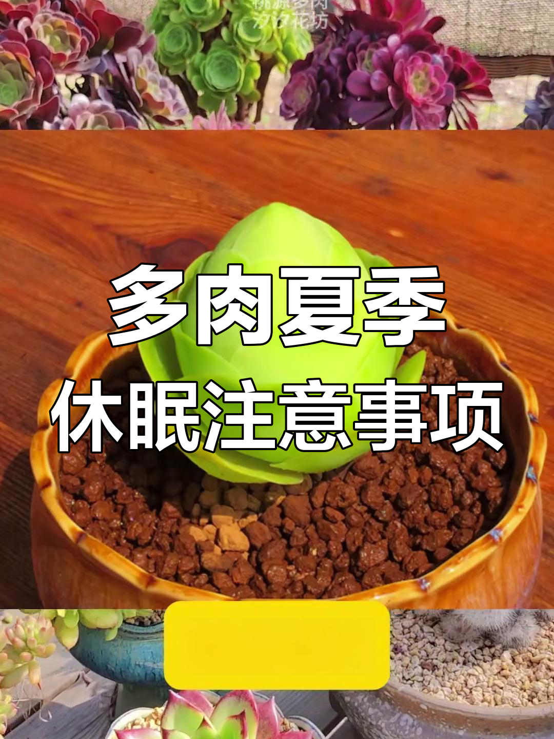 夏季休眠的多肉植物,如何正确养护避免烂根?