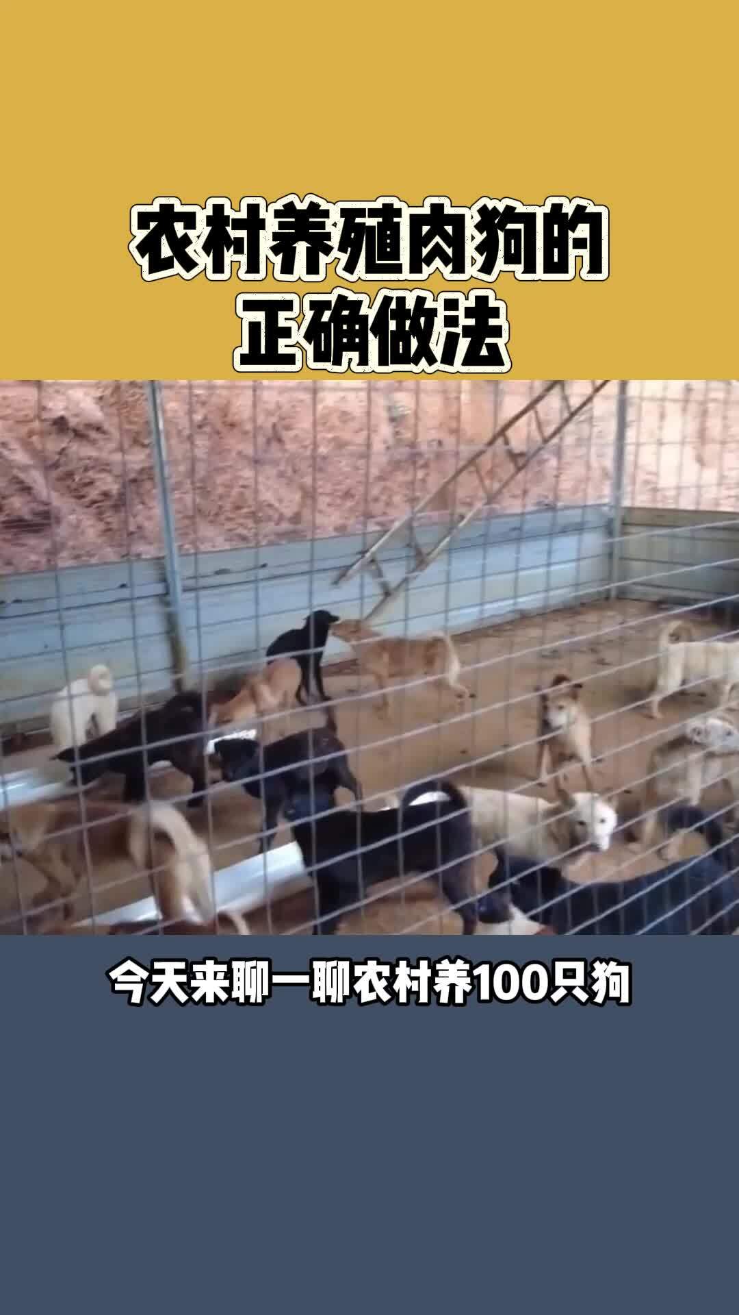 农村养殖肉狗的正确做法