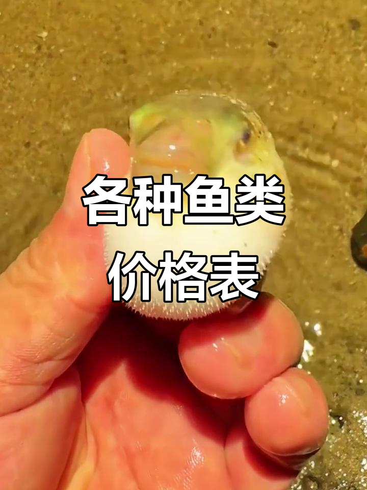 17种常见鱼价格大揭秘，哪种最值钱？