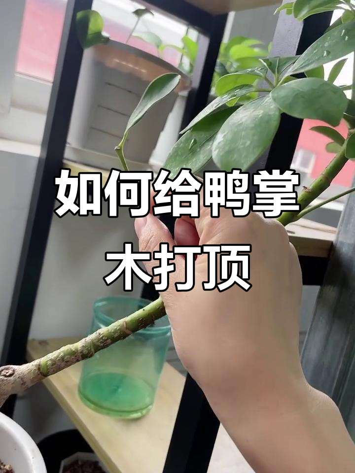 独杆鸭掌木打顶技巧,轻松搞定!