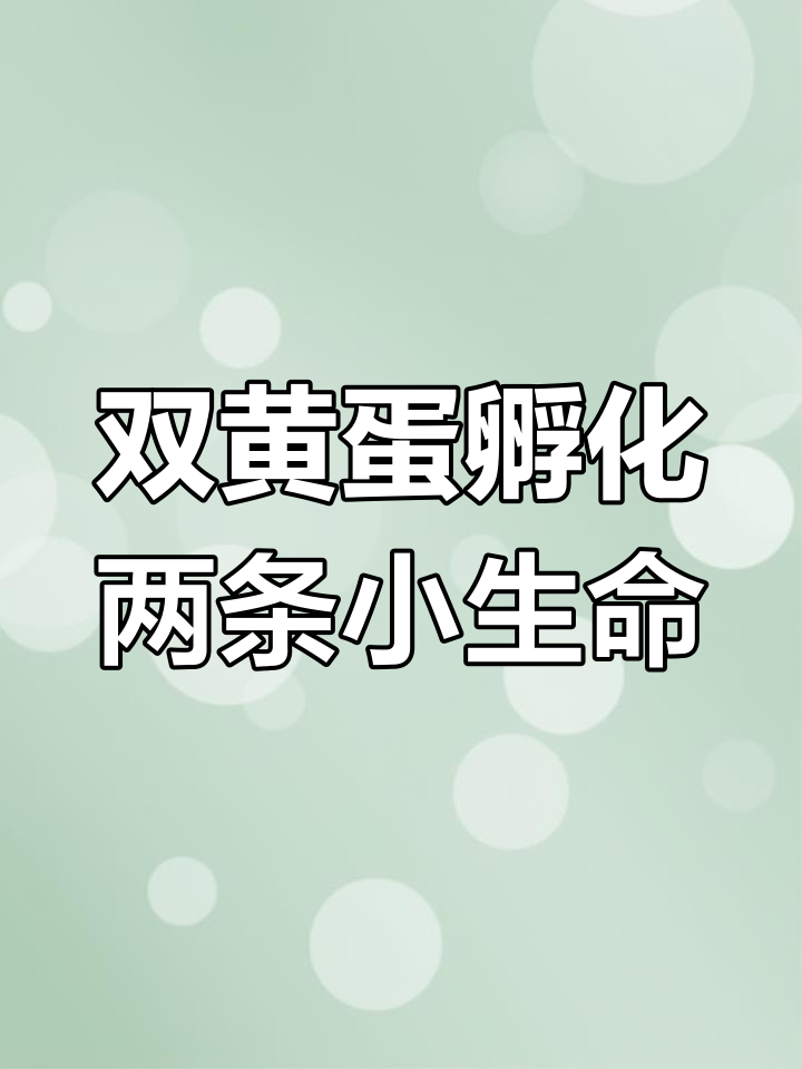 双黄蛋孵出黑白小鸡,老大老二都健康