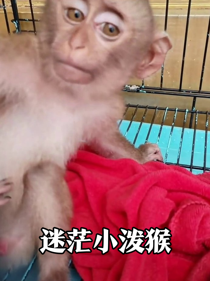 小猴子表情管理失败,迷茫样子像极了上班摸鱼的你