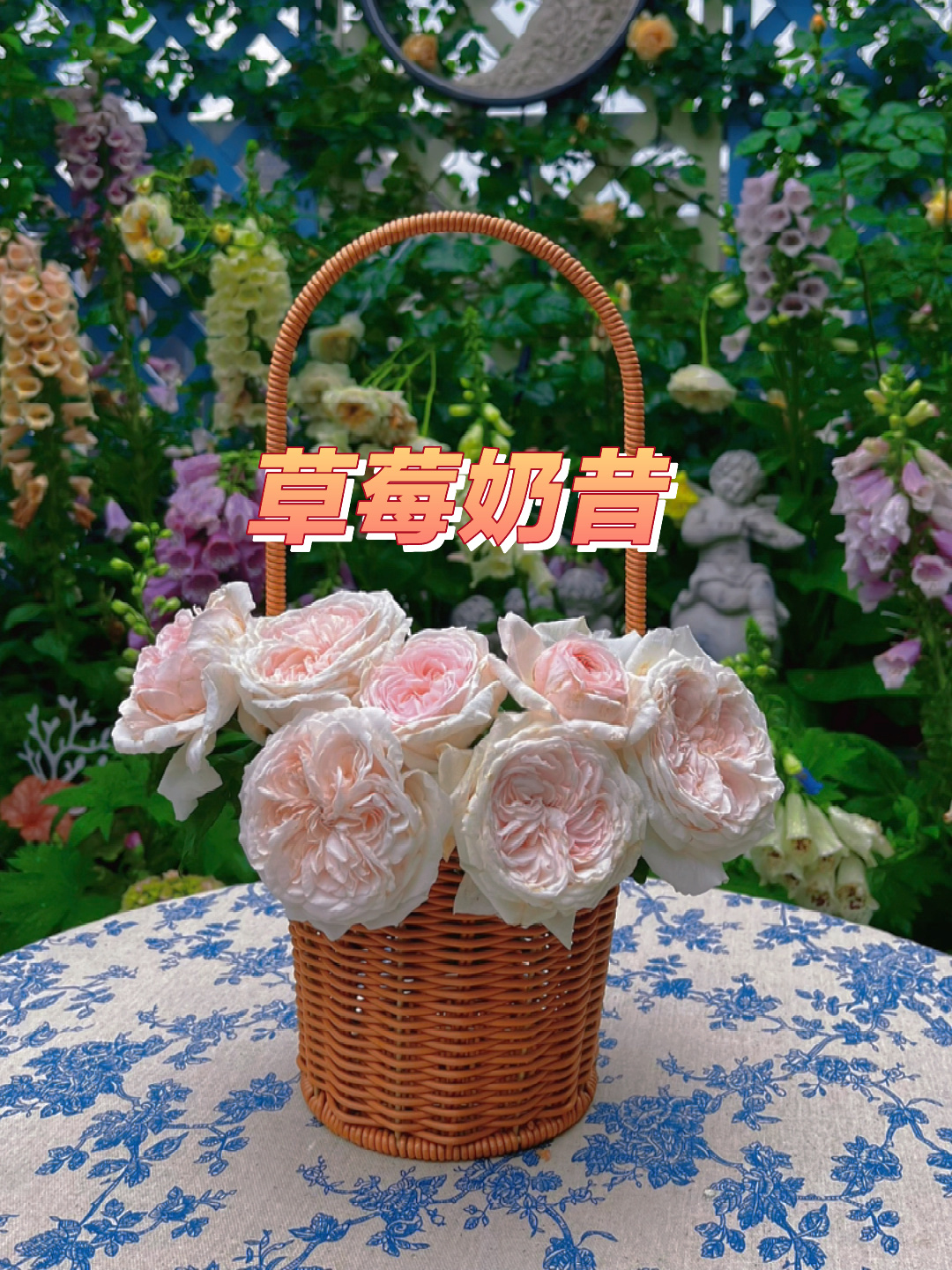 两广月季-草莓奶昔