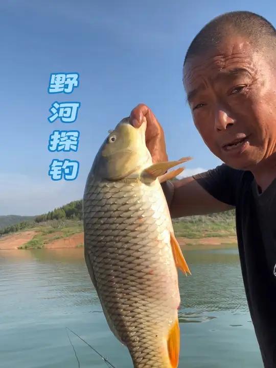 探钓野河 丹江鱼情,打窝第五天鲤鱼个体变大,鱼获增加真过瘾