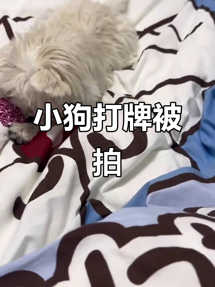 小狗斗地主输赢都挨一巴掌,萌宠挑战太有趣