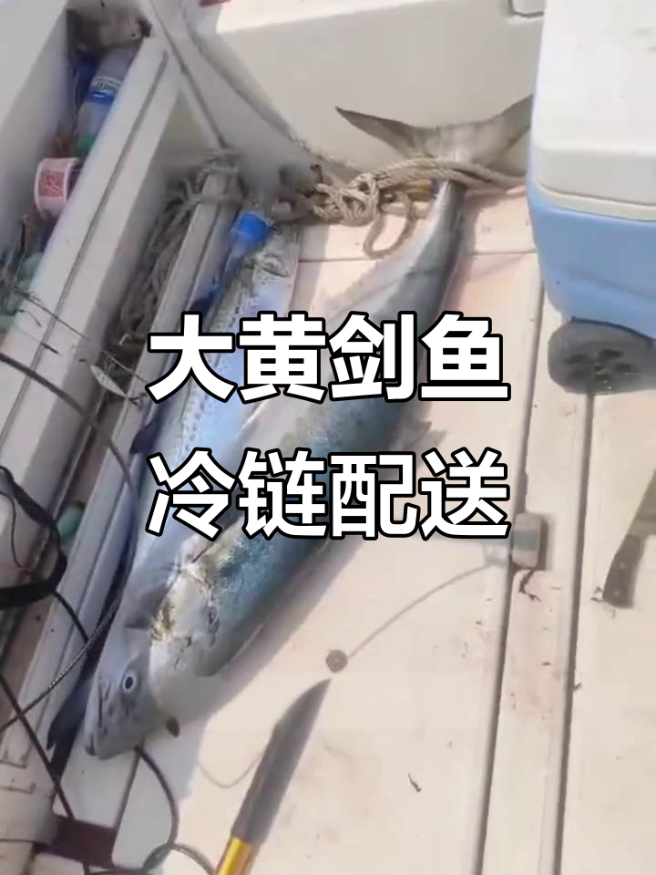 獐子岛大黄剑鱼新鲜到货,冷链发货确保品质