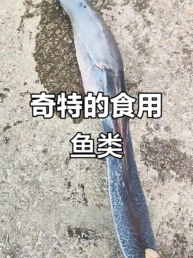 这些鱼能吃吗?从鸭嘴鲟到非洲巨年,口感大揭秘