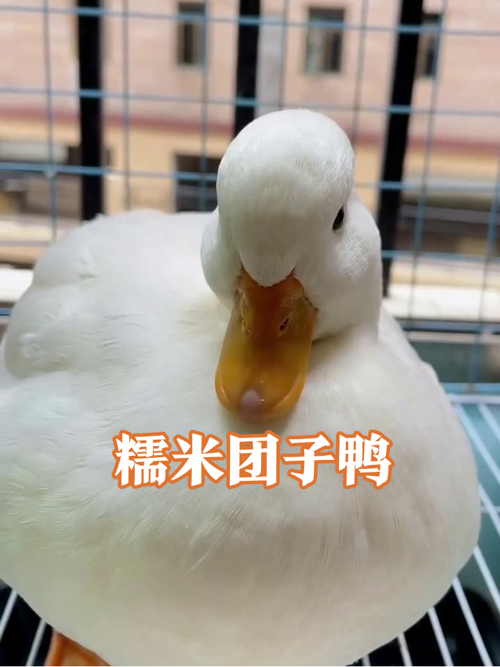 肥到圆滚滚的鸭子!转头打哈欠萌化,rua肚子软fufu