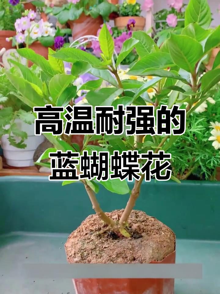 蓝蝴蝶花:高温耐性强,花期长,冷门宝藏植物