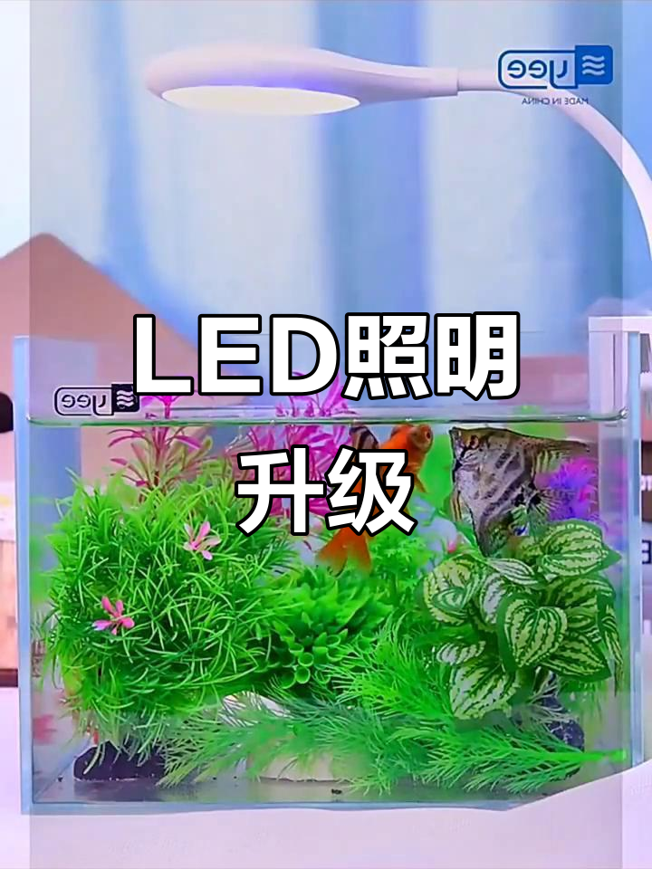 高效LED灯,照亮小型鱼缸与水草,环形设计提升光线均匀度