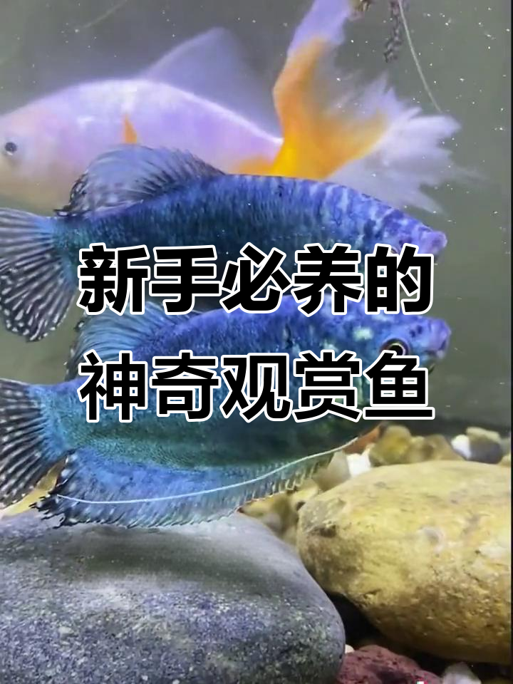 曼龙鱼:轻松清理蛋白虫,新手也能养得活