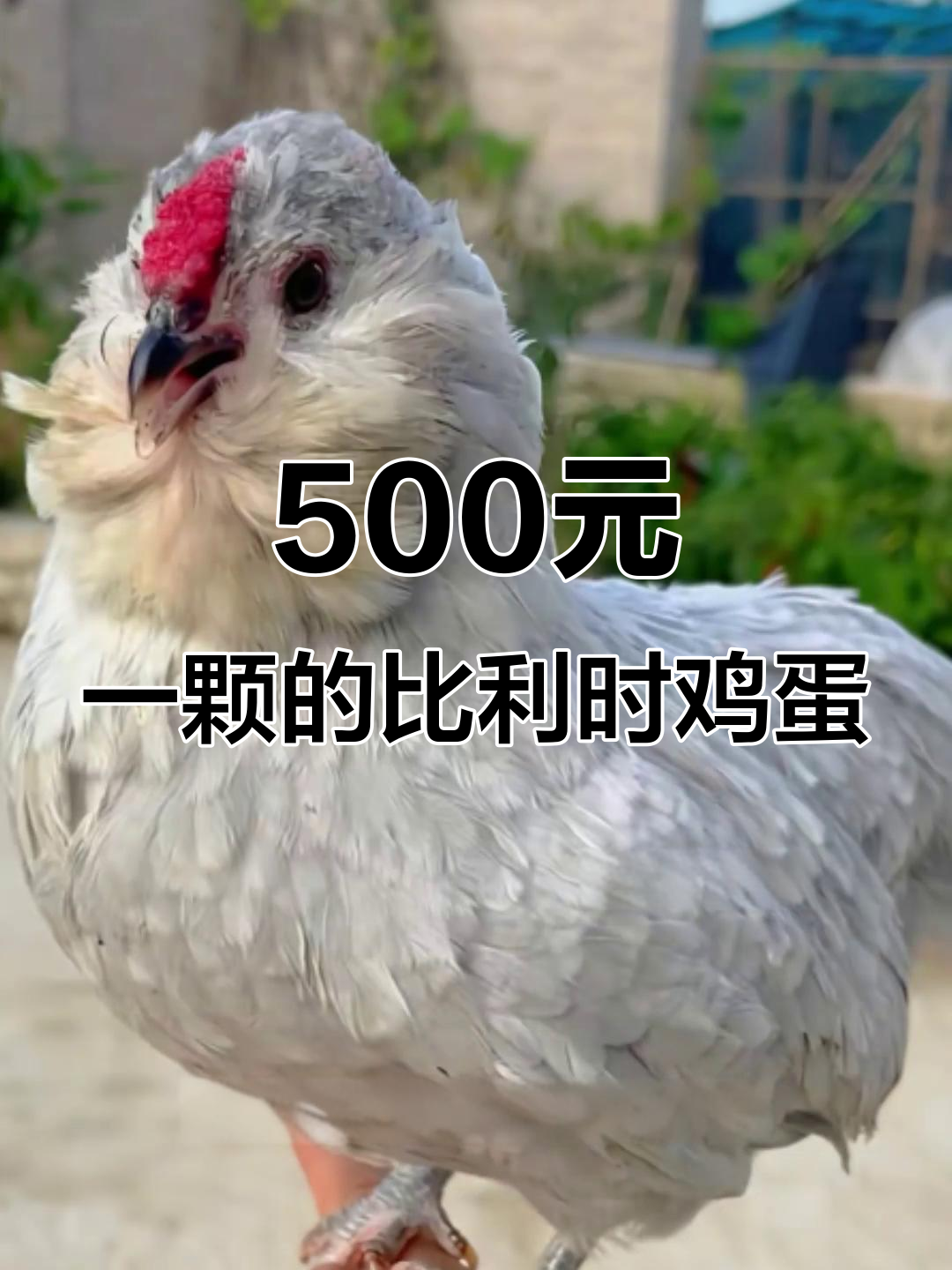 500块一个的鸡蛋,值不值?比利时胡子鸡蛋的真实体验