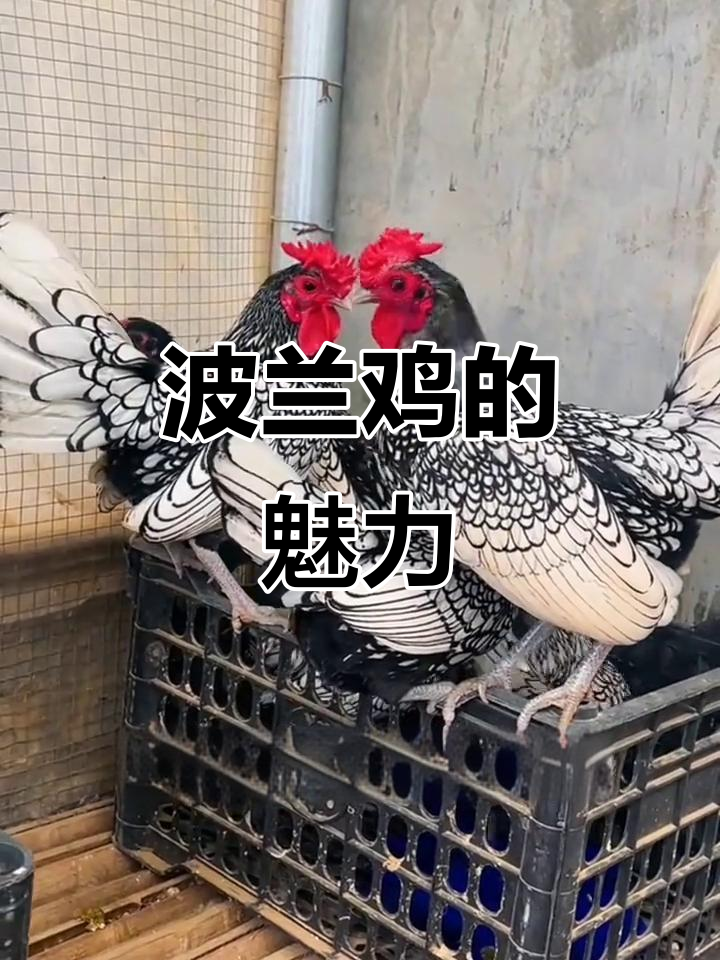 波兰鸡：温驯美丽，黑白相间观赏性强