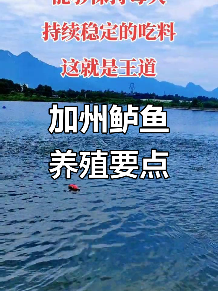 加州鲈鱼养殖技巧大揭秘,轻松掌握关键技术