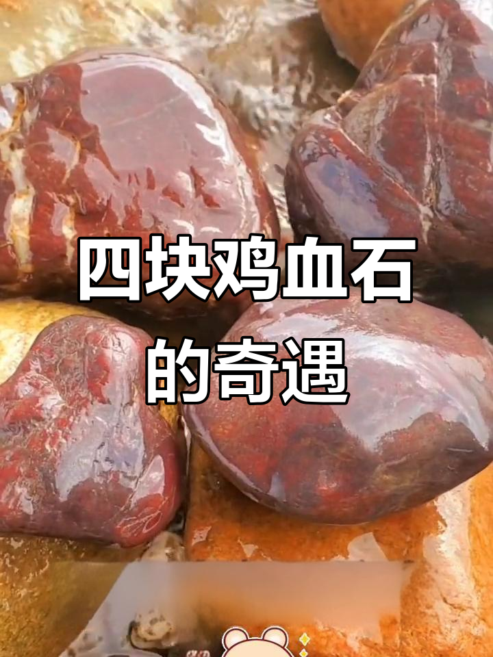 渭河地血石大丰收,四块鸡血石惊艳登场