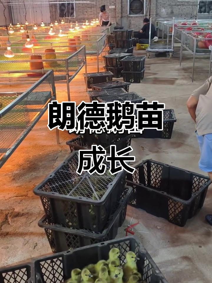 朗德鹅苗成长记,萌态十足超可爱