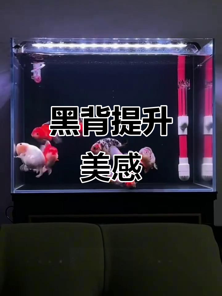 黑色背景让鱼缸更显高级,鱼儿色彩更加鲜明动人
