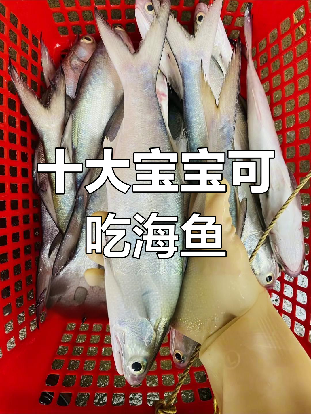 宝宝适合吃的十种海鱼,你吃过几种?