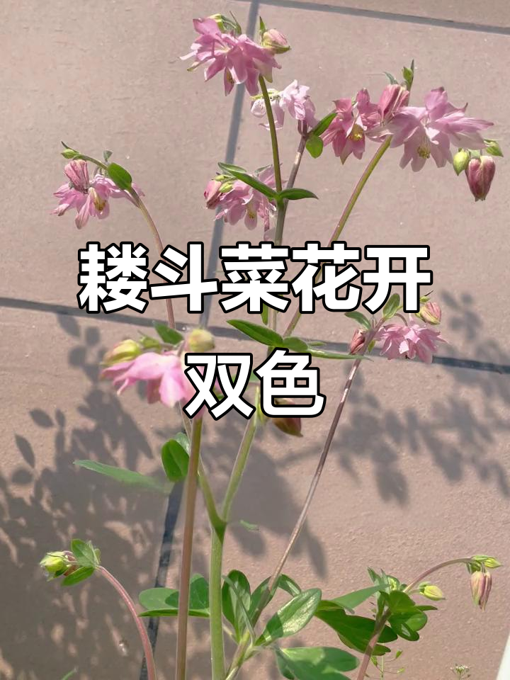 耧斗菜苗开花，一株两色惊喜不断