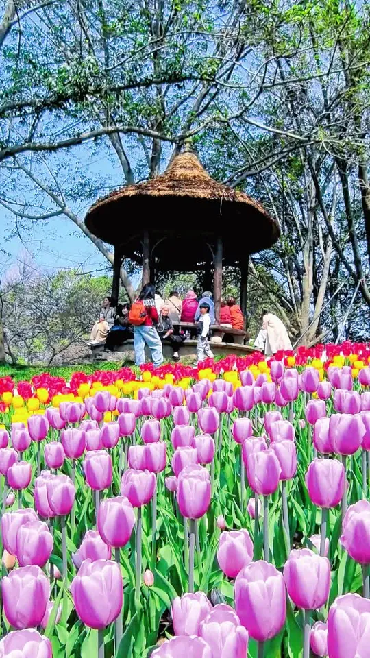 杭州市,西湖太子湾公园,镜头里的春日美景,郁金香花海,用一张照片证明你是花友,邀你来赏花,