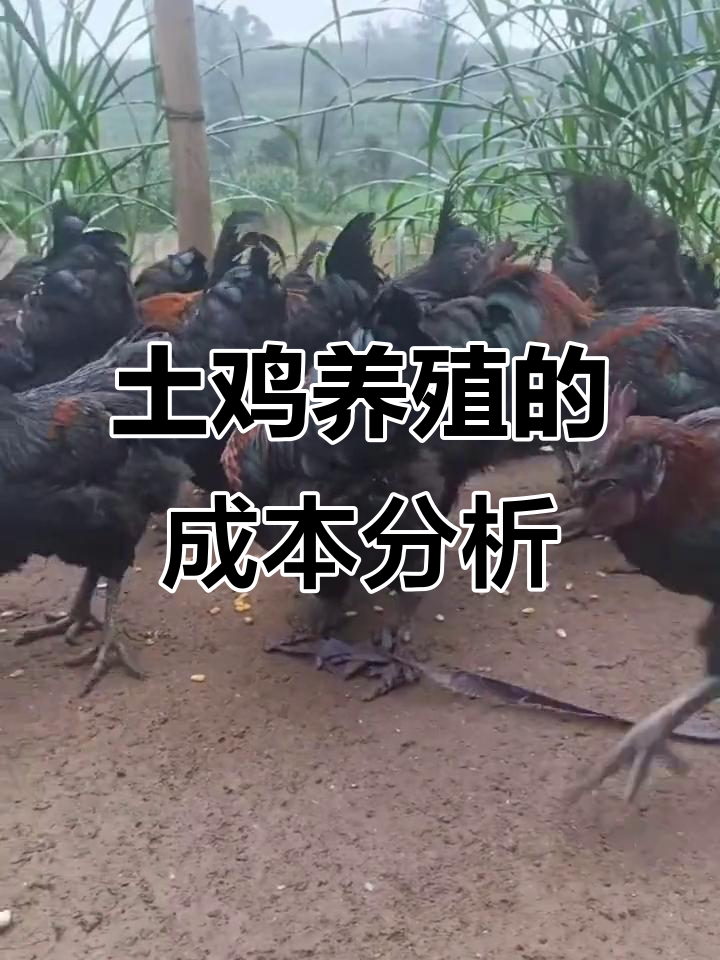 散养土鸡成本揭秘:一只真正的土鸡到底值多少钱?