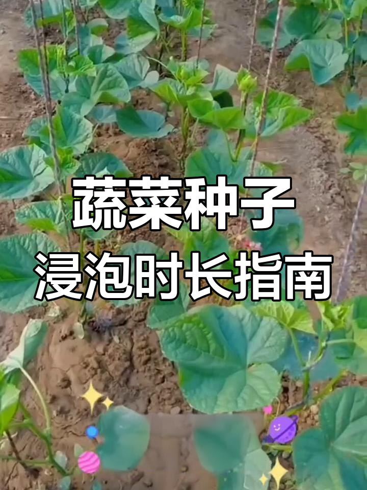 各种蔬菜种子浸泡时间大揭秘，掌握这些技巧让发芽更顺利