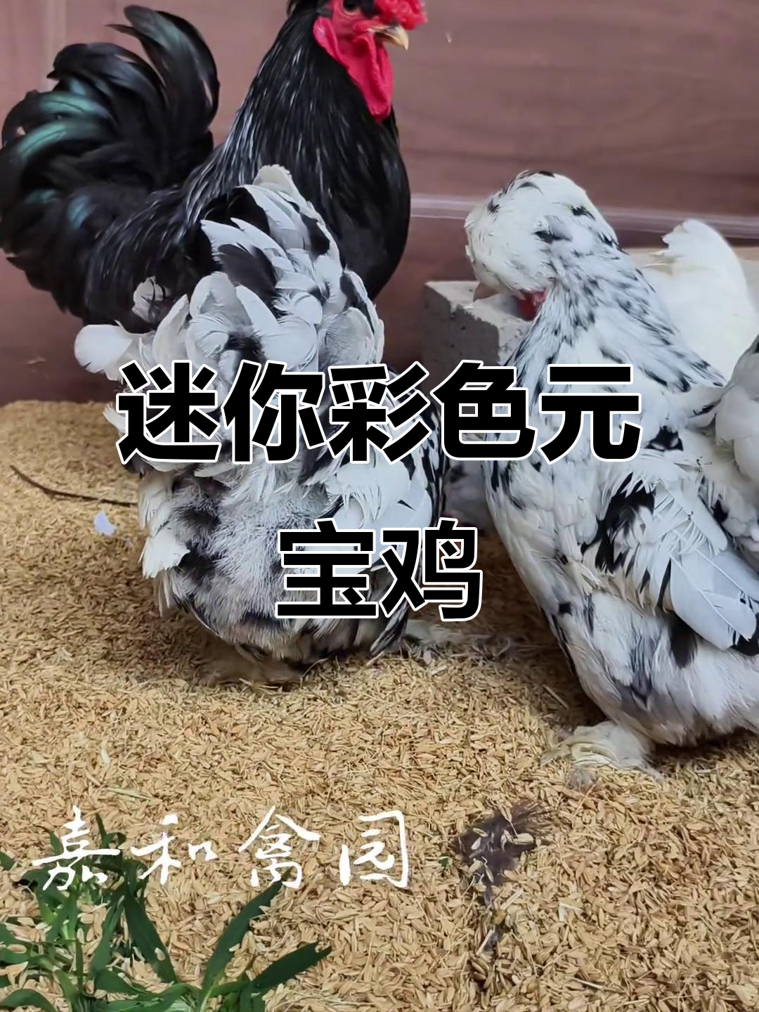 小巧多色元宝鸡,萌态十足超可爱
