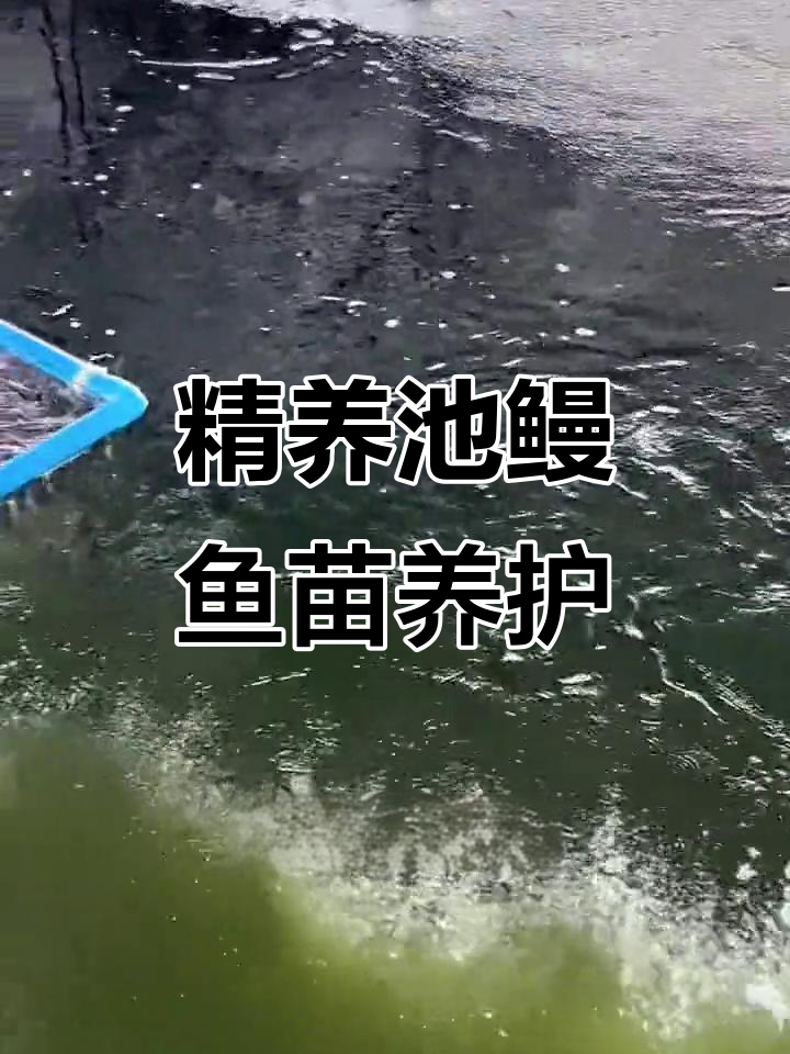 海南鳗鱼苗养殖技巧,精养池管理全解析