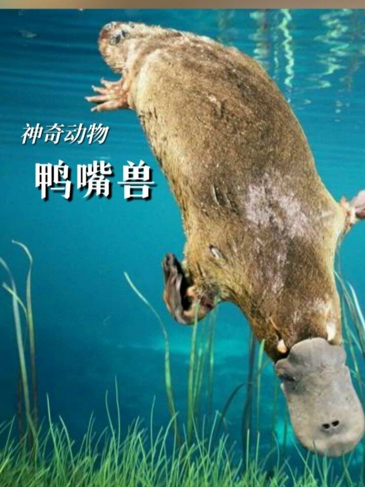 理论上有25种性别的鸭嘴兽,可达鸭原型