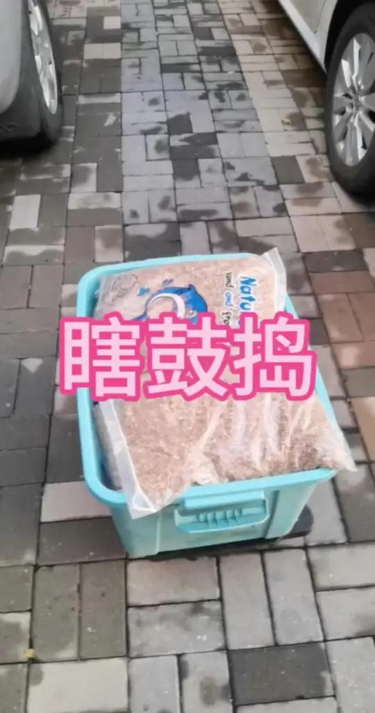 鱼缸改造 瞎鼓捣啊 雷龙鱼 黄金眼镜蛇雷龙 雷龙鱼苗饲养方法 观赏鱼 溪流缸
