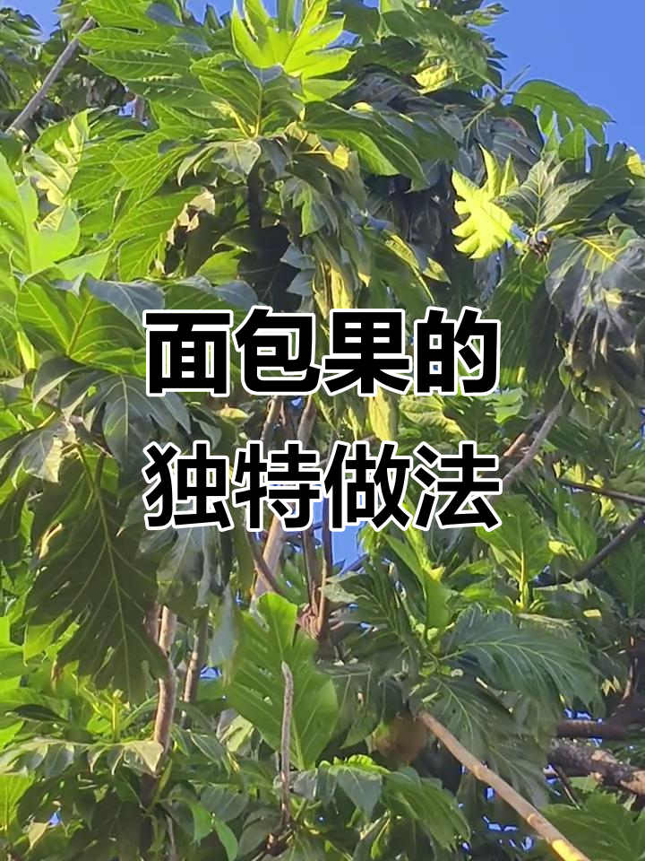 面包果采摘与烹饪技巧,烤、炸都能做出美味口感