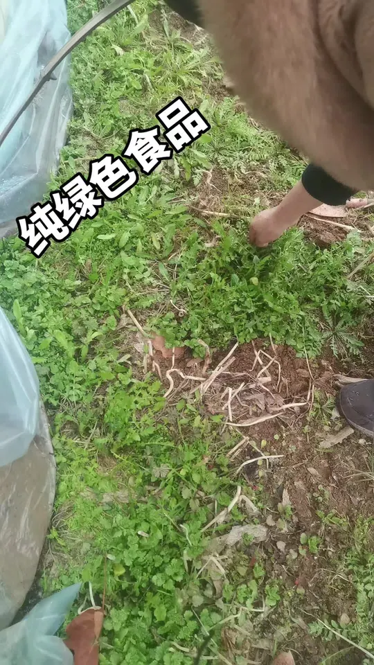 挖地菜品尝美味,开启惬意田园生活!