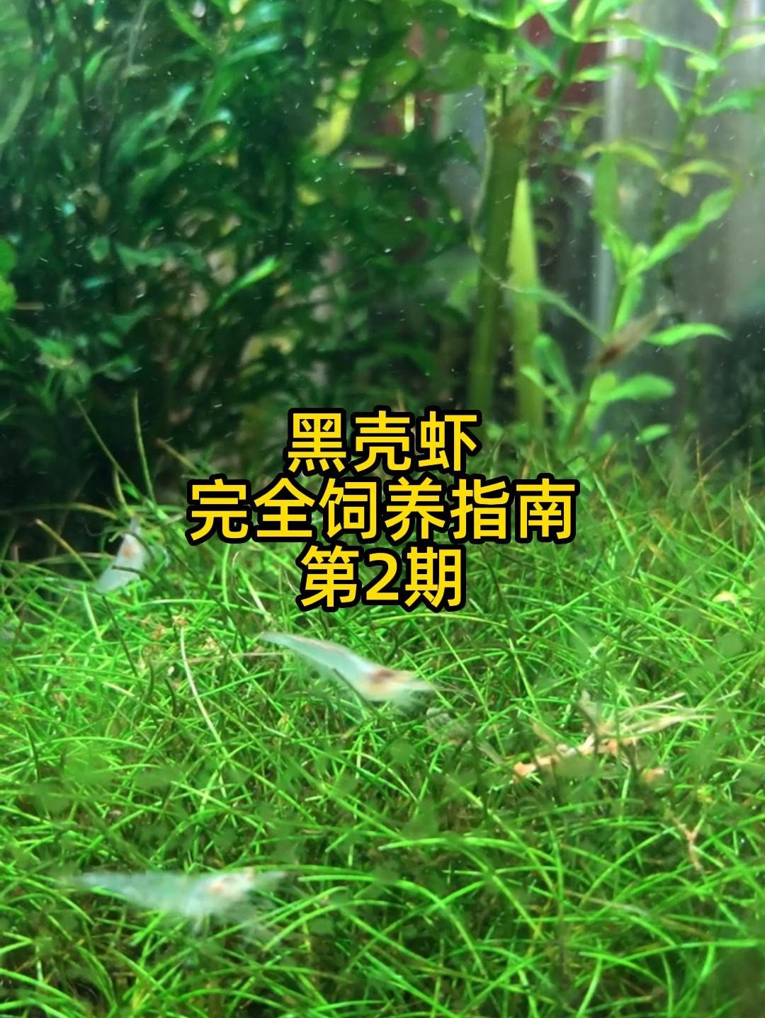 黑壳虾这么养才能繁殖快～