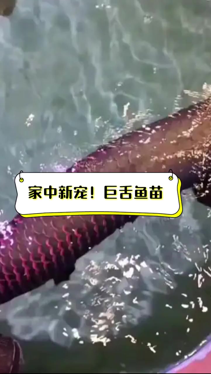 家中新宠!巨舌鱼苗