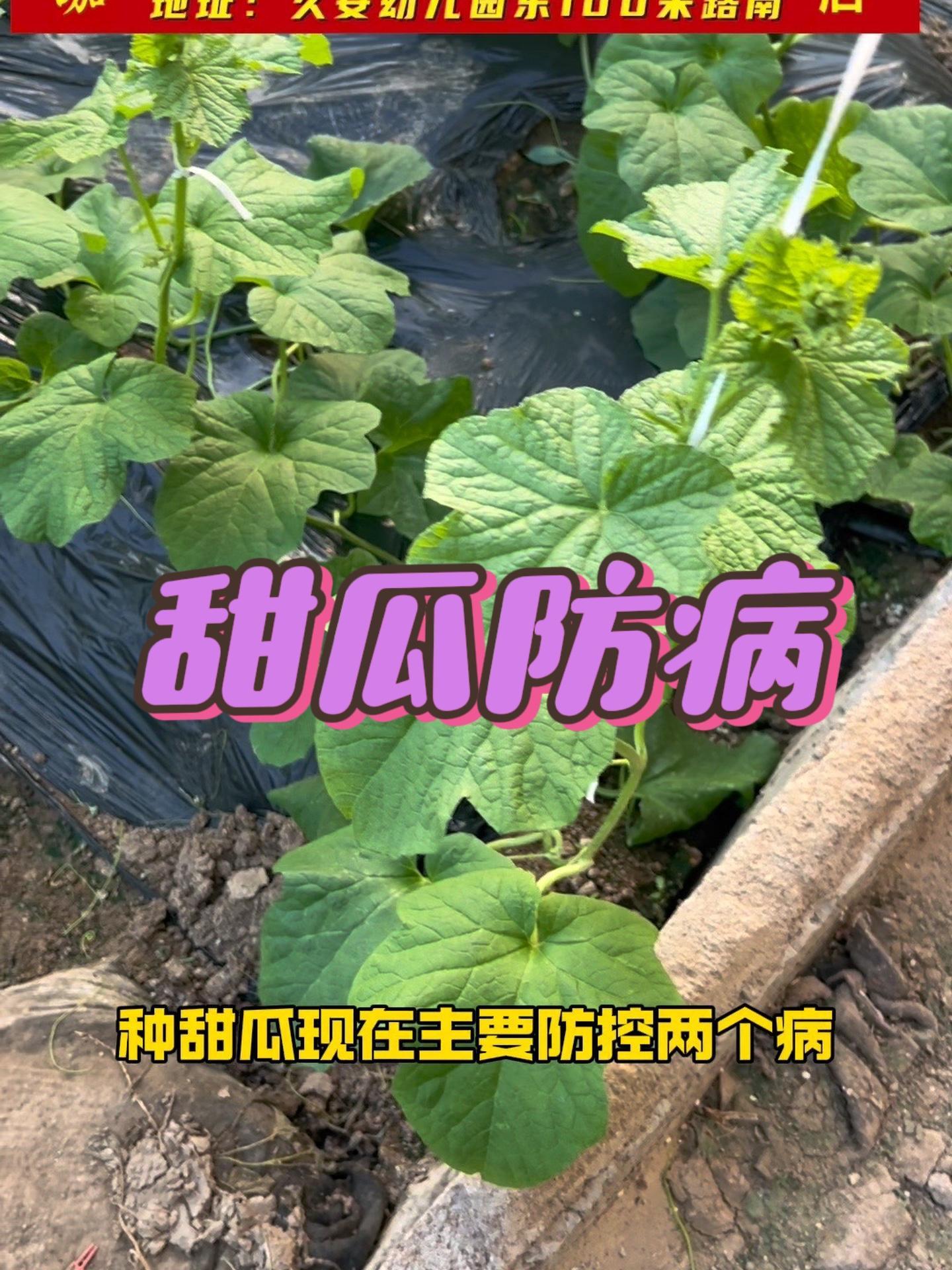 甜瓜刚种上,就防这几个病!蔬菜种植 蔬菜大棚 病虫害防治 农业技术推广