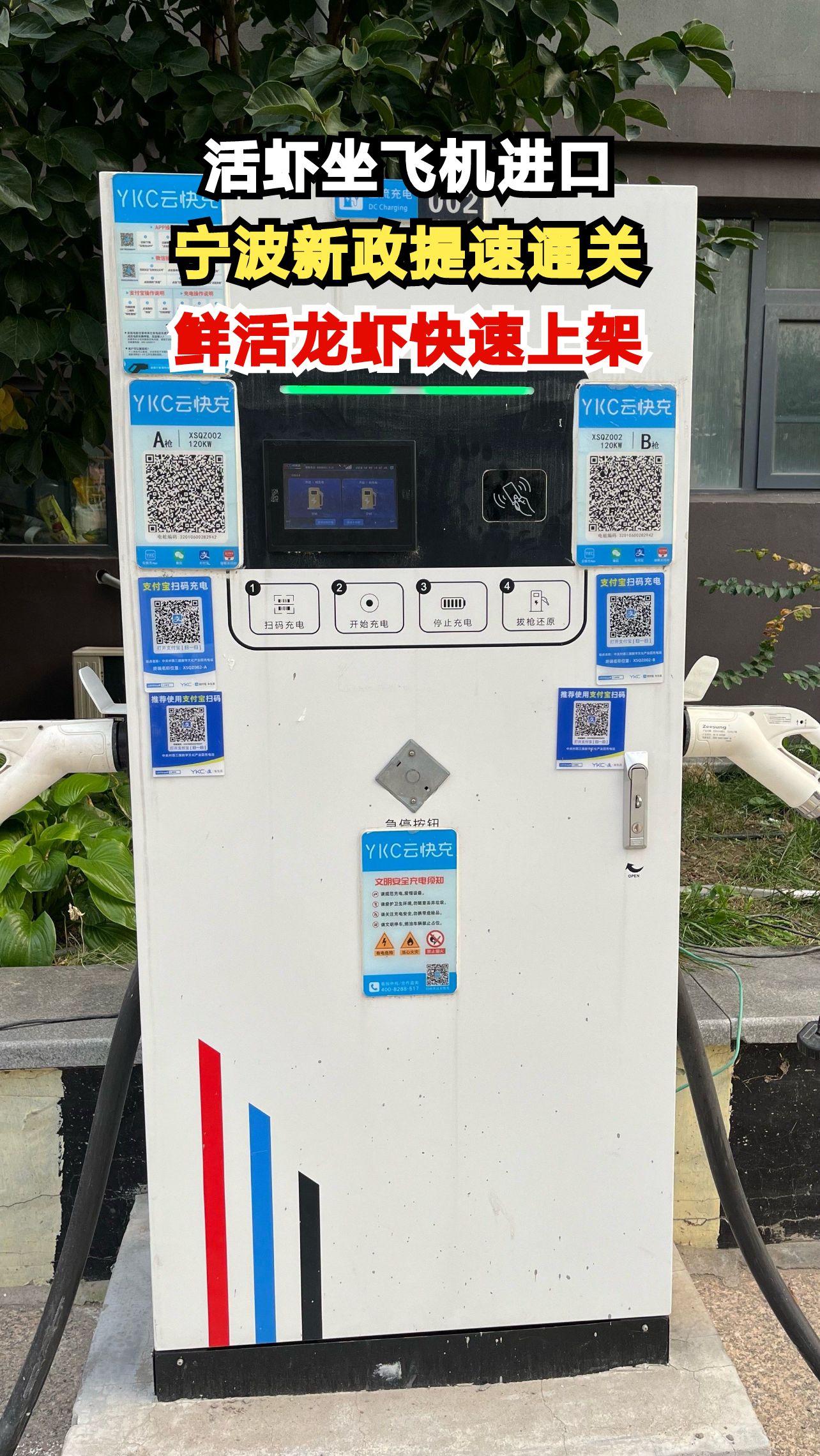 10吨鲜活龙虾3小时通关 新政让进口海鲜更快更新鲜