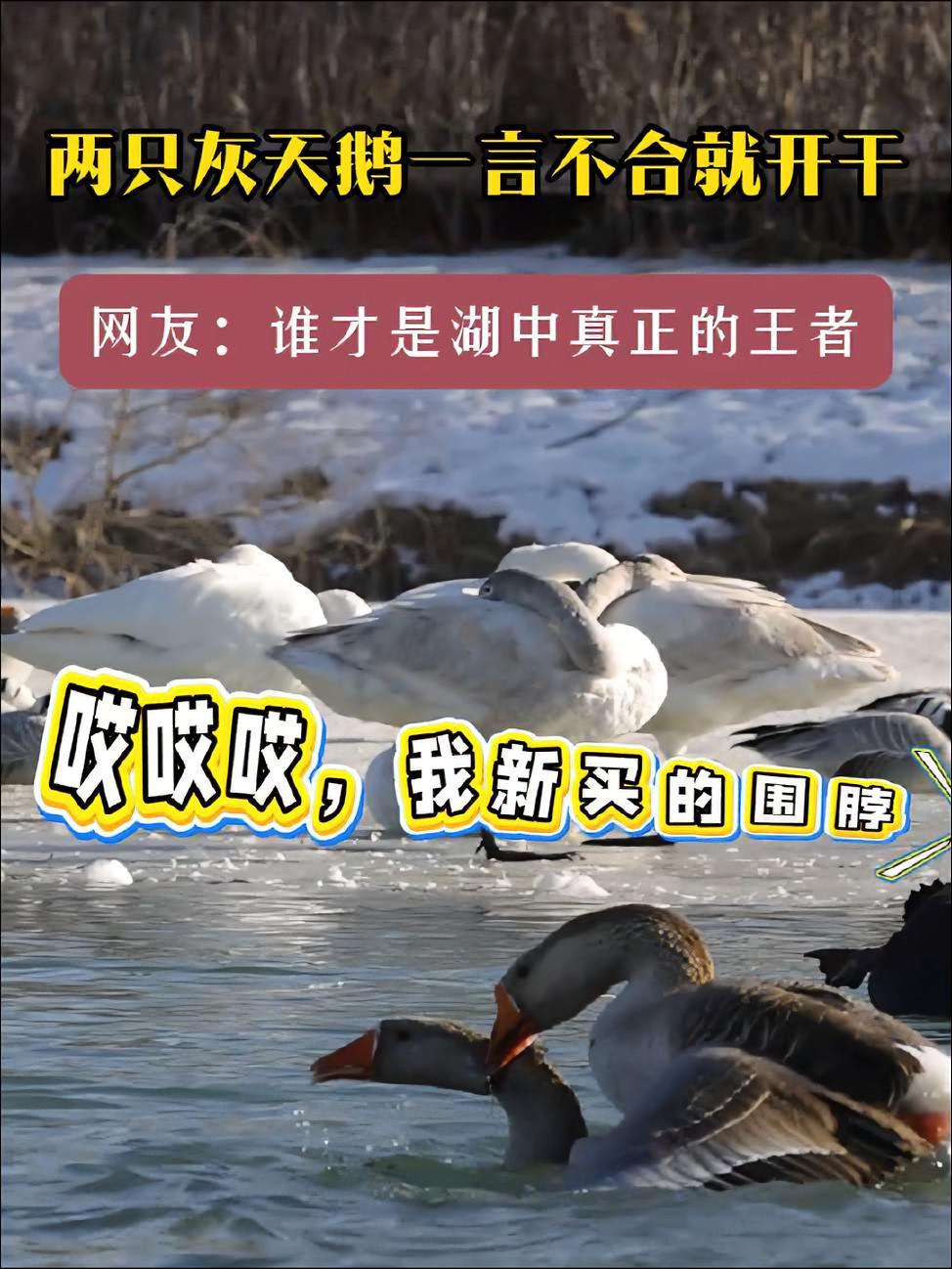 两只灰天鹅一言不合就开干,网友:谁才是湖中真正的王者 甘肃 张掖 神奇动物 动物的迷惑行为