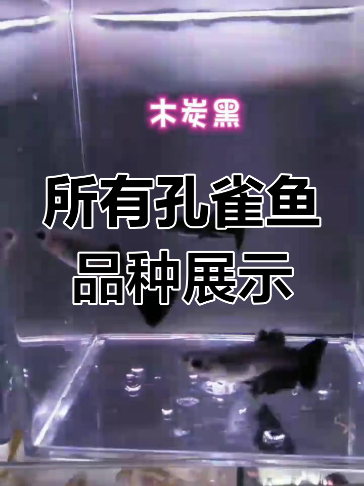 孔雀鱼品种大揭秘,喜欢的朋友别错过!